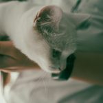 Белый кот