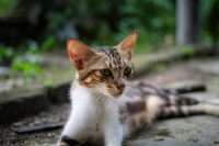 Кошка