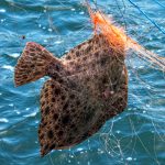 Незаконный вылов рыбы.