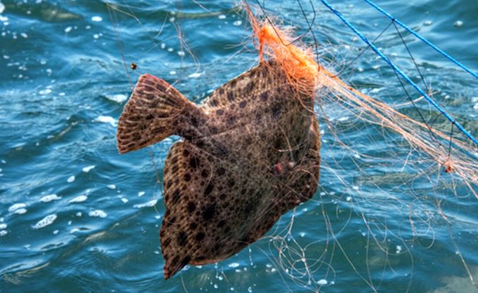 Незаконный вылов рыбы.