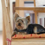 Собака на стуле