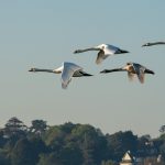 Птицы в небе